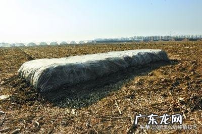 什么有机肥里含氮最多,有何推荐?