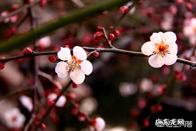 关于春天的古诗词，你的孩子会背多少？