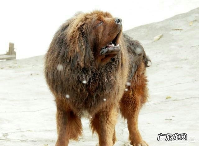 藏獒如果进行野性训练,可以打得过比特犬吗?为什么?