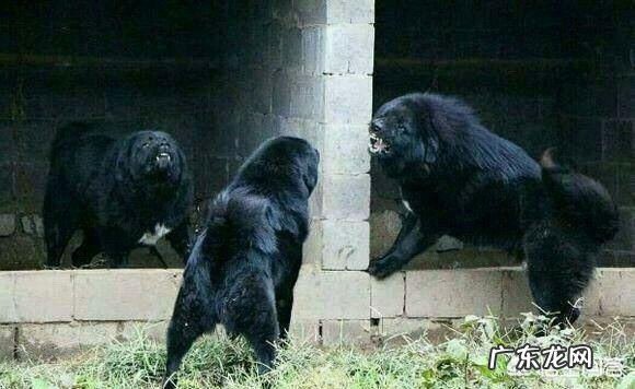藏獒如果进行野性训练,可以打得过比特犬吗?为什么?