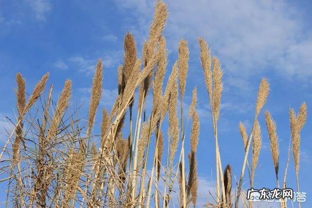 最近失眠,一到晚上就爱胡思乱想怎么办?