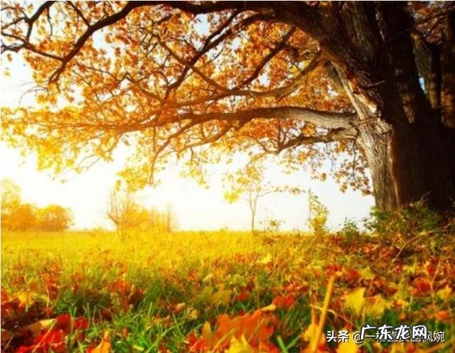 你读过最美的关于秋的散文,有什么推荐?