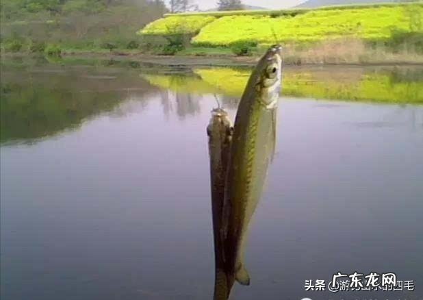 知道很多鱼在河里,却不吃饵怎么办?