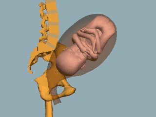 令人紧张的胎儿入盆，胎儿头大会影响入盆吗？