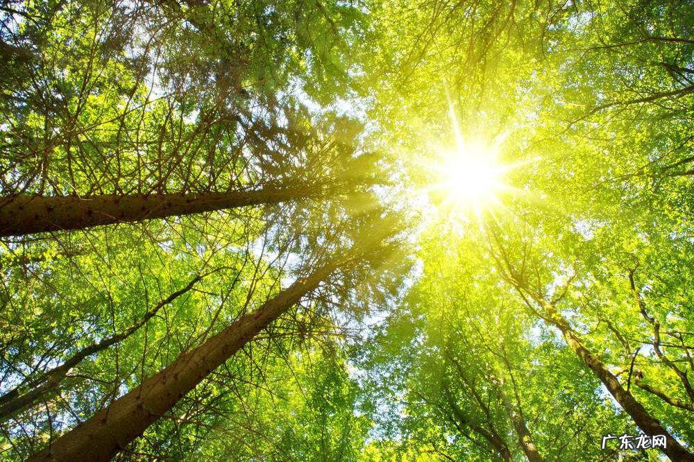 太阳像什么一样比喻句