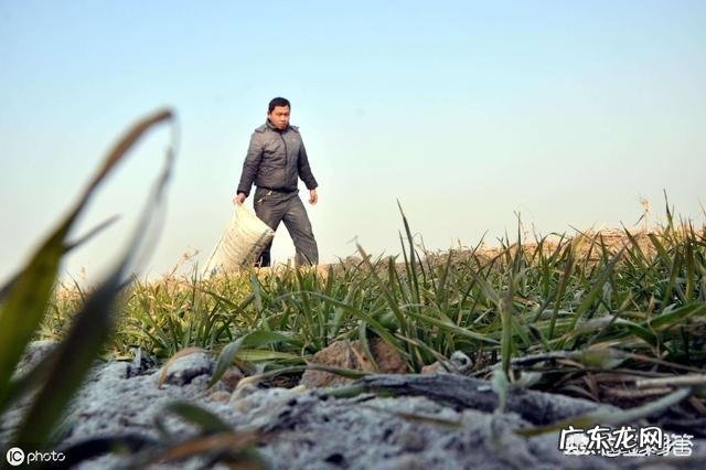 马上要到端午节了,为什么城里面的人都跑到农村去买草木灰呢?买草木灰有什么用处呢?