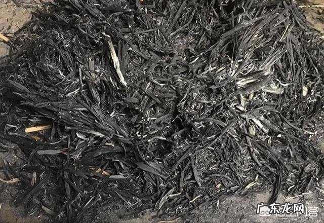 马上要到端午节了,为什么城里面的人都跑到农村去买草木灰呢?买草木灰有什么用处呢?