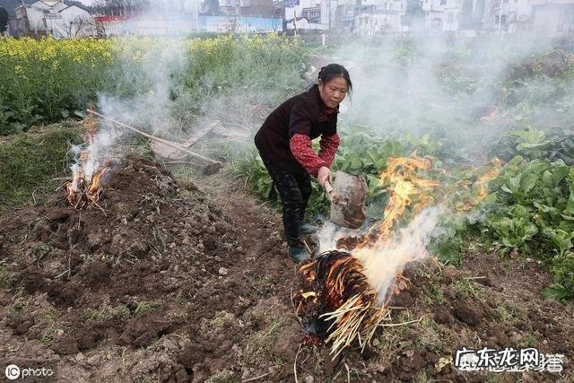 马上要到端午节了,为什么城里面的人都跑到农村去买草木灰呢?买草木灰有什么用处呢?