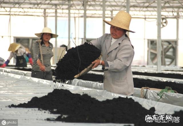 马上要到端午节了,为什么城里面的人都跑到农村去买草木灰呢?买草木灰有什么用处呢?