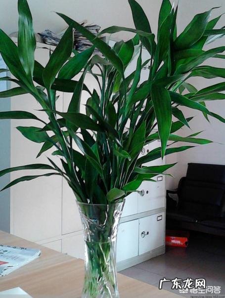 水培富贵竹怎么养？