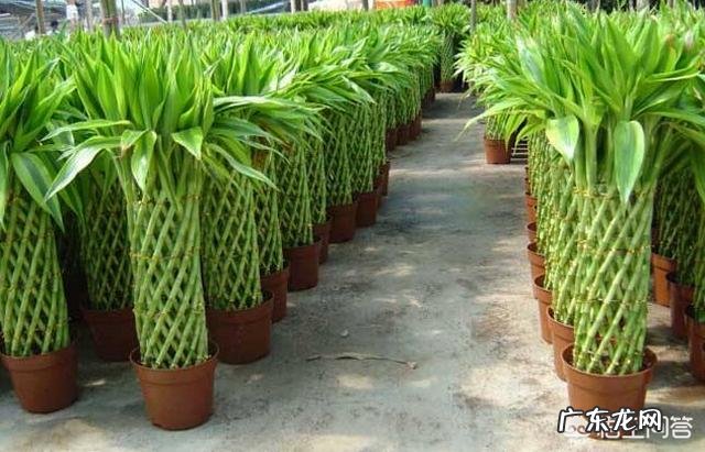 水培富贵竹怎么养？