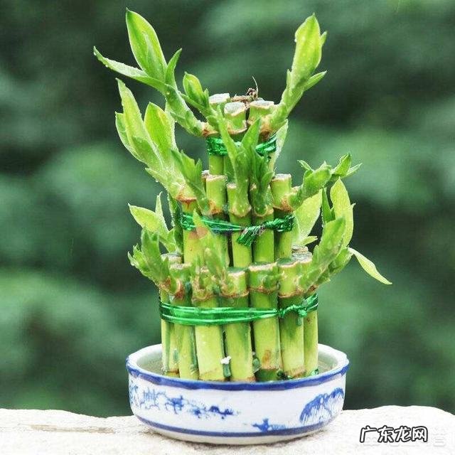 水培富贵竹怎么养？