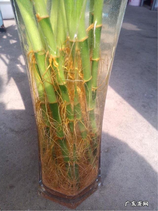 水培富贵竹怎么养？