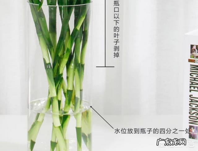 水培富贵竹怎么养?