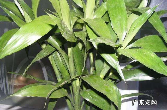 水培富贵竹怎么养？