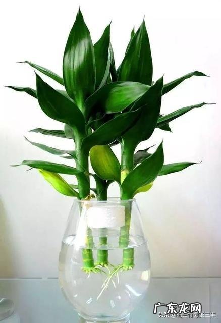 水培富贵竹怎么养？