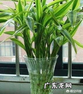 水培富贵竹怎么养？