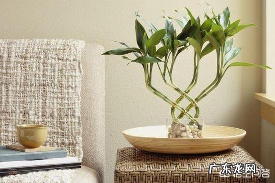 水培富贵竹怎么养？