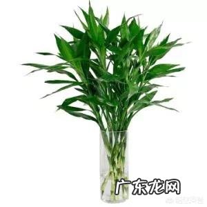 水培富贵竹怎么养?