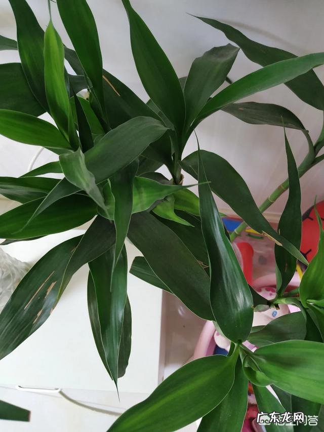 水培富贵竹怎么养？