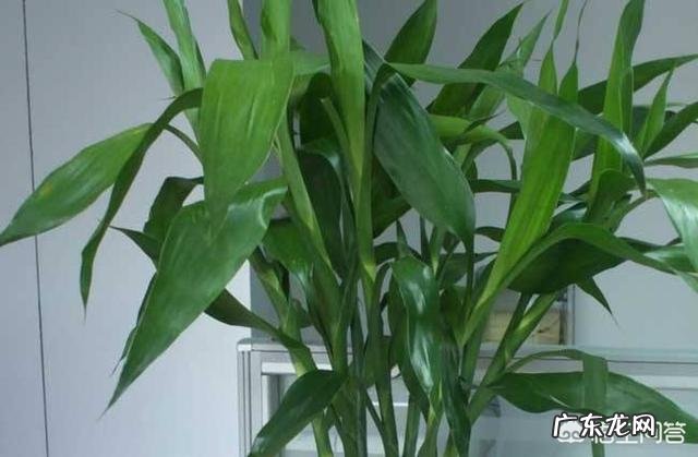 水培富贵竹怎么养？