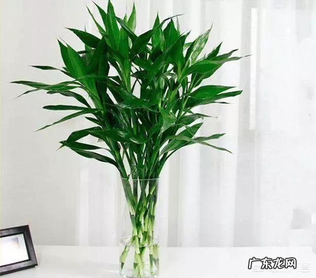 水培富贵竹怎么养？