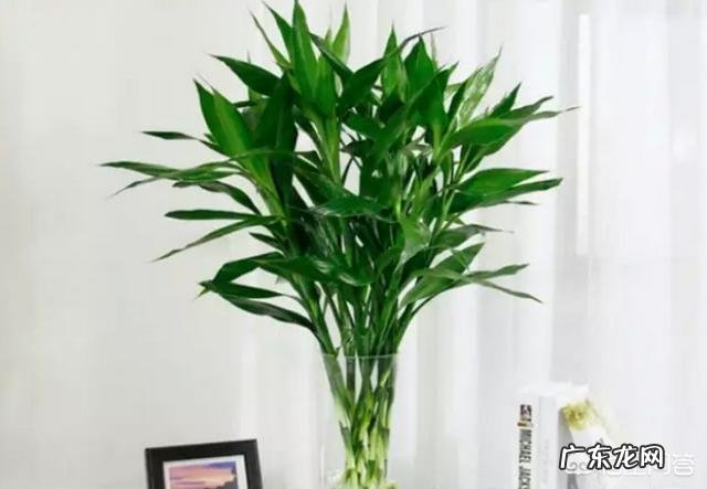 水培富贵竹怎么养?