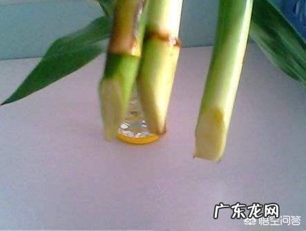 水培富贵竹怎么养？