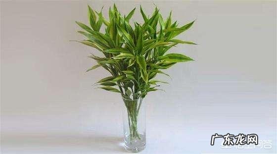 水培富贵竹怎么养？