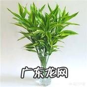 水培富贵竹怎么养？