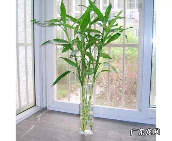 水培富贵竹怎么养？