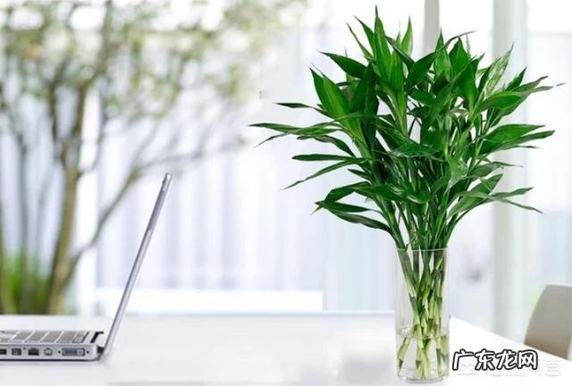 水培富贵竹怎么养?