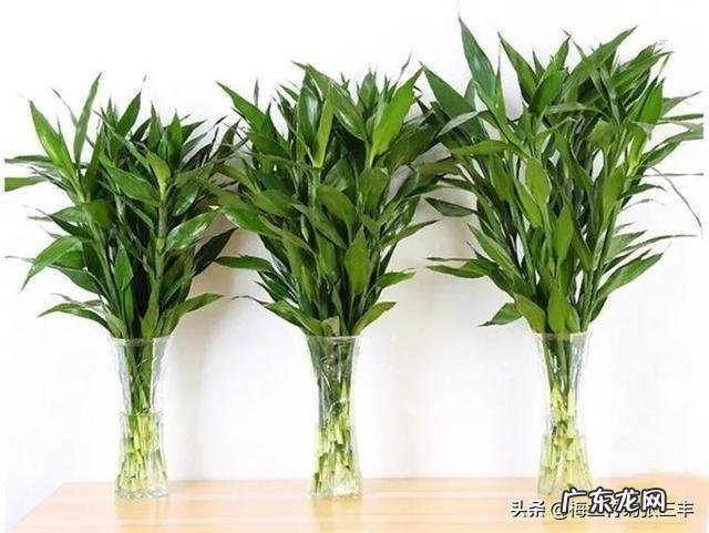 水培富贵竹怎么养？