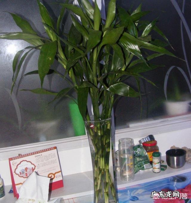 水培富贵竹怎么养？