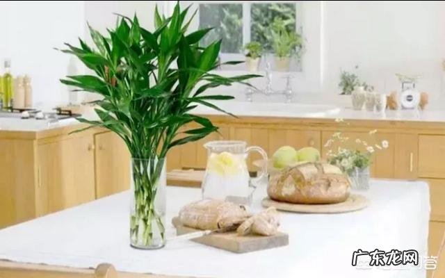 水培富贵竹怎么养?