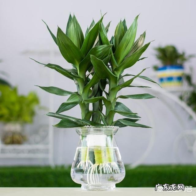 水培富贵竹怎么养？