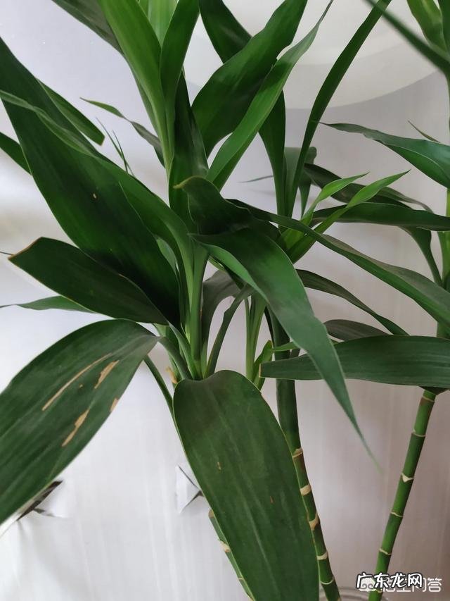 水培富贵竹怎么养？