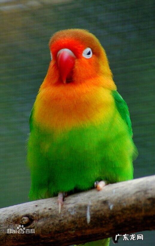 鹦鹉是国家保护动物吗?