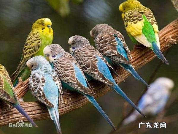 鹦鹉是国家保护动物吗?