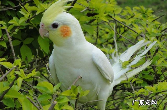 鹦鹉是国家保护动物吗?