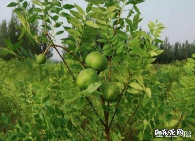 文冠果种植的前景如何?