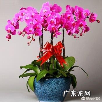 家庭养花怎么杀虫?