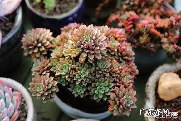 多肉是群养好还是一个盆种一颗养比较好?