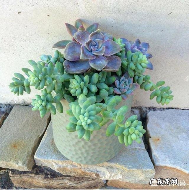 多肉是群养好还是一个盆种一颗养比较好?