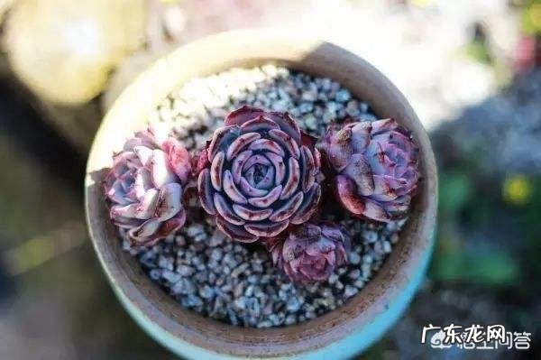 多肉是群养好还是一个盆种一颗养比较好?