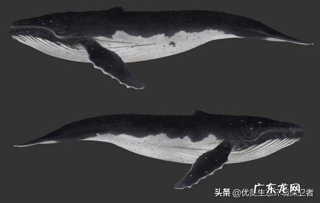 同样是在水里游，为什么一些鱼类左右摆尾而哺乳类是上下摆尾，哪个效率高，为什么？