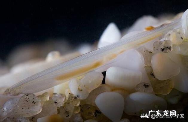 同样是在水里游，为什么一些鱼类左右摆尾而哺乳类是上下摆尾，哪个效率高，为什么？