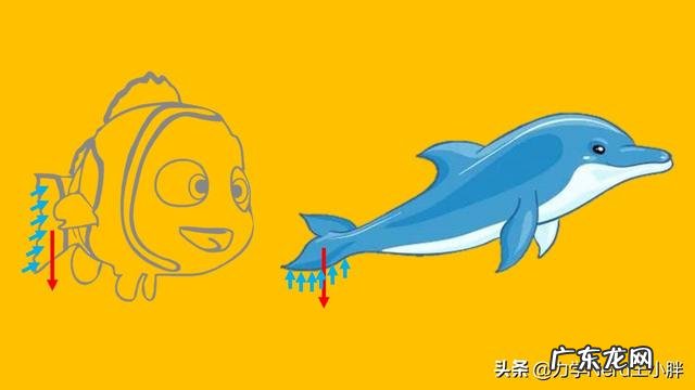 同样是在水里游，为什么一些鱼类左右摆尾而哺乳类是上下摆尾，哪个效率高，为什么？