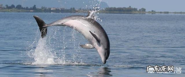 同样是在水里游，为什么一些鱼类左右摆尾而哺乳类是上下摆尾，哪个效率高，为什么？