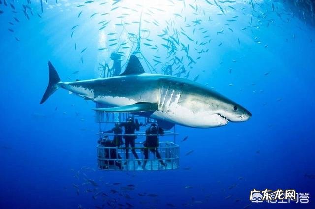 同样是在水里游，为什么一些鱼类左右摆尾而哺乳类是上下摆尾，哪个效率高，为什么？